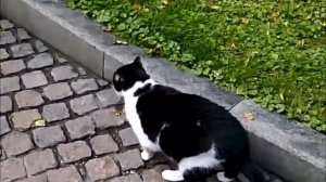 Невероятные приключения кота Васи