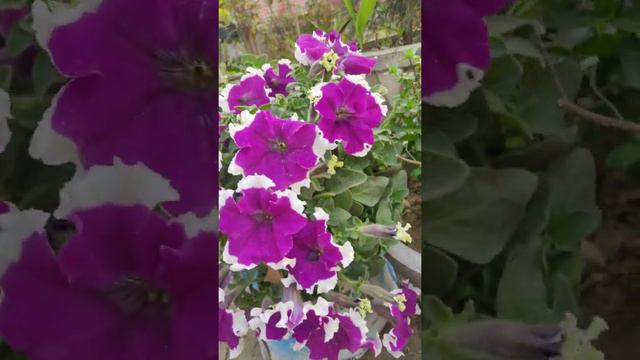 1000 Flowers Blooming On My Petunia Plant ☘️#PetuniaBlooming🌷🌸🌻🏵️🌼💮💐