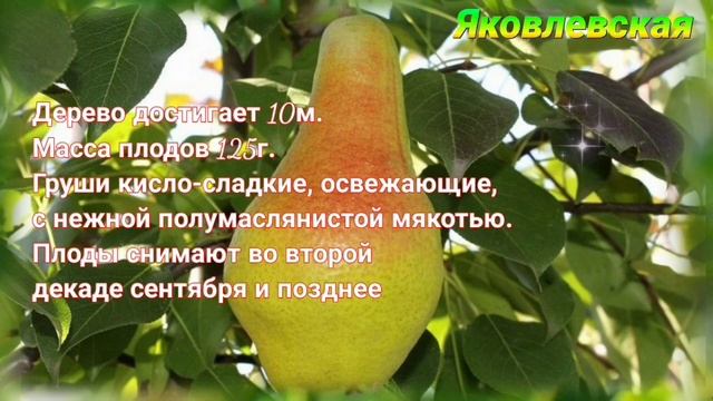 Топ-5. Лёжкие сорта груш