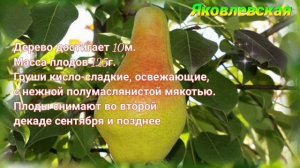 Топ-5. Лёжкие сорта груш