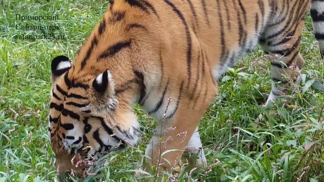 ШЕРХАНУ ИСПОЛНЯЕТСЯ 2 ГОДА смотреть онлайн