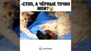 мужики все такие?