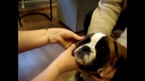 Как поставить уши собаке? Способы, варианты, лайфхаки