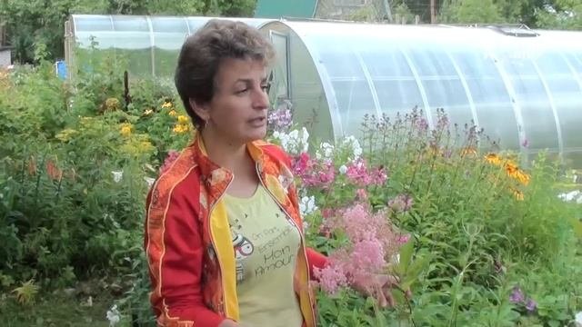 Неприхотливые цветы для сада  Лабазник. Сайт 