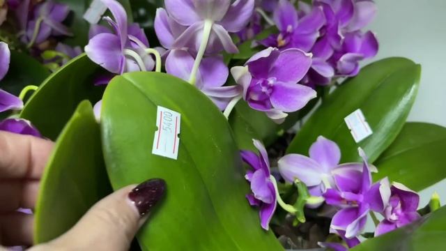 ? ПРОДАЖА ОРХИДЕЙ 31.05.23 Бабочка Пиниф. Орхидея Пиниф,  Лиодоро, Ароматные орхидеи Купить орхидею