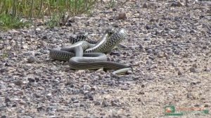 Biacchi maschi (Hierophis viridflavus) in combattimento