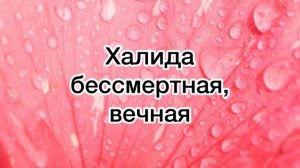 Красивые мусульманские женские имена
