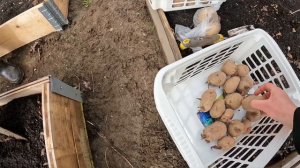 Посадить картофель в высокие органические грядки.
