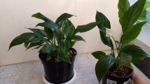 Спатифиллум.Удобрение . Уход для быстрого роста и цветения.