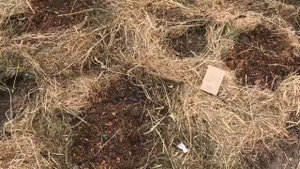 Поздняя посадка огурцов кабачков в июне