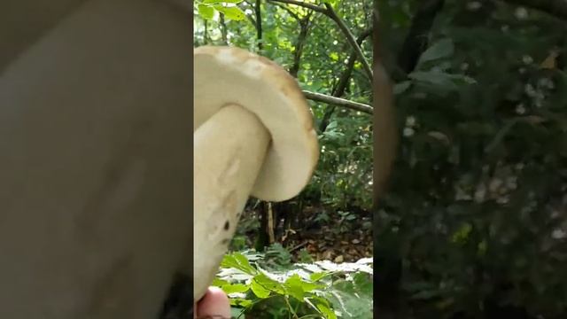 Белые пошли! смотреть онлайн