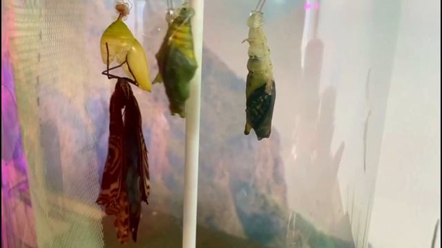 Ферма бабочек дома. Выращиваем бабочек вместе с Марс и Мила смотреть онлайн