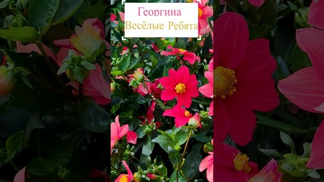 Георгина - Весёлые Ребята.?