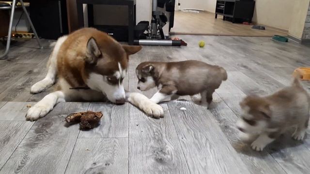 ГОЛОДНЫЕ ДЕТИ наблюдали как отец ест || Жадный БАЙКАЛ смотреть онлайн