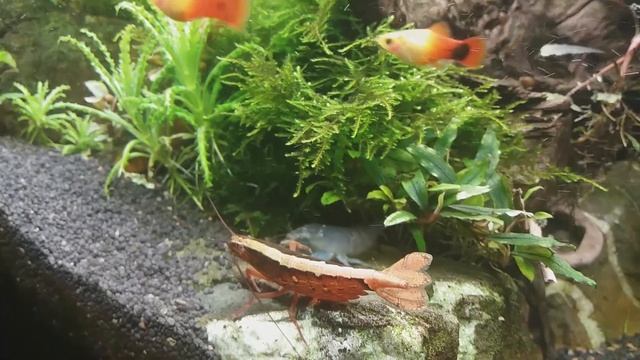 Шок !!! Драка габонского фильтратора с банановым смотреть онлайн