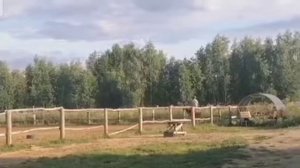 Как проходит моя тренировка по конному спорту (на большой лошади)