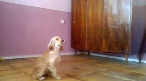 английский кокер спаниель Пуся