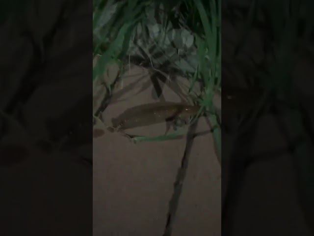 Огромные испанские слизни добрались до Питера. смотреть онлайн