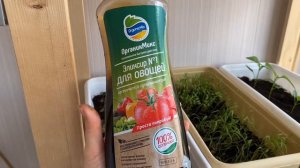 Помидоры на балконе! Скручиваются листья! Помогайте! Самоизоляция в радость)