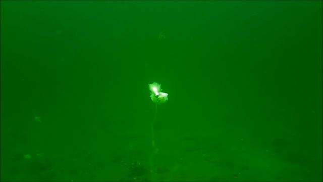 Flounder (Fluke) Fishing Underwater - Bait vs Jig смотреть онлайн