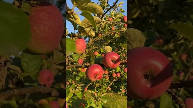 cottage life.  the apples are ripe. ?