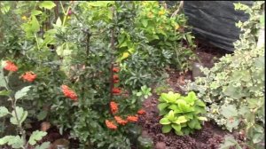 ПИРАКАНТА ВЕЧНОЗЕЛЁНЫЙ ЯРКИЙ КУСТАРНИК ДЛЯ САДА!