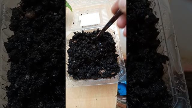 размножение Диффенбахии черенками. смотреть онлайн