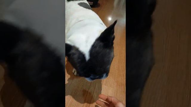 french bulldog where is your tail saska baby?