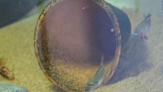 Попытки нереста молодых красногорлых торакохромисов