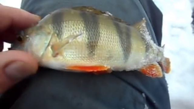 За мартовским окушком (озеро Кременкуль, март 2018). смотреть онлайн