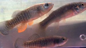 10 ЖИВОТНЫХ, КОТОРЫЕ БЫЛИ В КОСМОСЕ