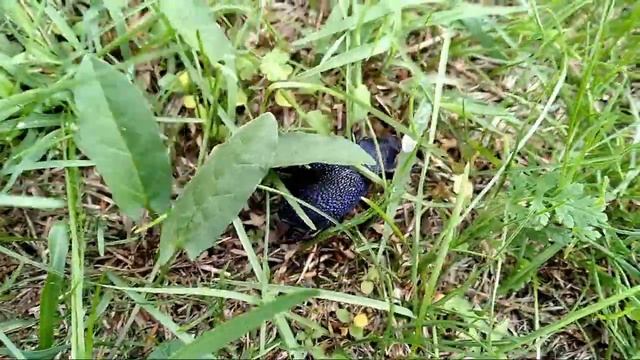 Крымская жужелица. Самый большой жук. смотреть онлайн