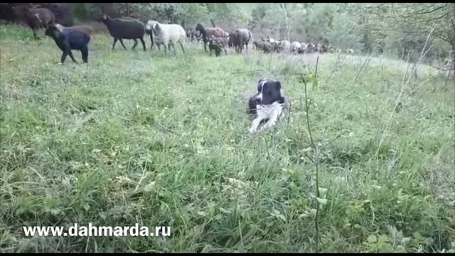 Что такое гиссарские овцы! смотреть онлайн