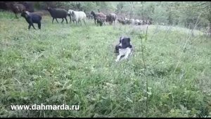 Что такое гиссарские овцы!