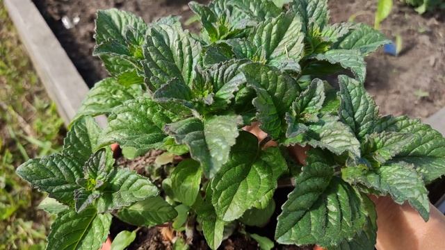 мята /сорт МАРГАРИТА . аромат праздника и веселья !!! смотреть онлайн