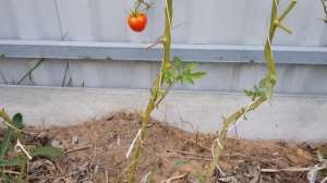 Томат Дамские пальчики  - индет версия 09/2022