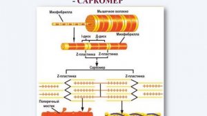 ур  5,6 Биология 10 ОГН рус Строение поперечно полосатой мышечной ткани  Механизм сокращения мышечн