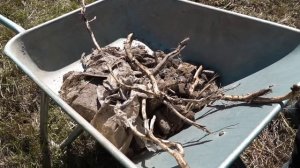 Подготовка грунта под посев газона - комплексная культивация минитрактором, мотоблоком