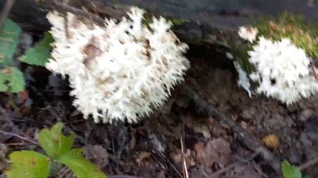 Нашла чудо-гриб ? Ежовик коралловидный (Hericium coralloides)