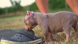 Американский Булли щенок Мальчик-2 от Милли и Цезаря