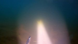 Подводная охота 24.07.2019 год.(Тест нового подводного ружья Delphin ALPINASUB-70 ).