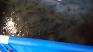 Африканский клариевый сом.Постройка отстойника. узв без барабанного фильтра