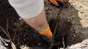 #виноград#советы#виноградарь#ВиноградникСергеяАлексеева  Катаровка корінь винограду 🍇