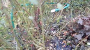 Розы Остина готовлю к укрытию.