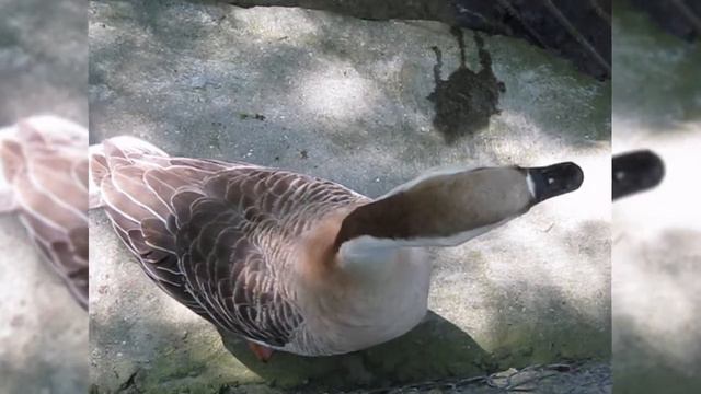 Разговор с гусём! | A conversation with a goose! смотреть онлайн