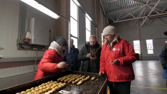 Клубневой анализ партии семенного картофеля