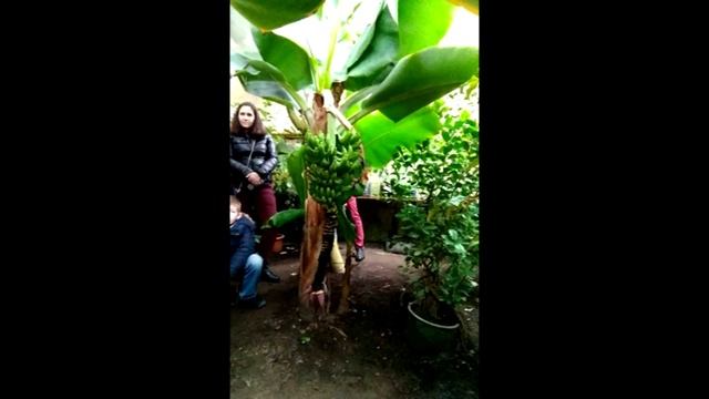 ЦИТРУСОВЫЙ РАЙ НА ЗЕМЛЕ. БАНАНОВАЯ ФЕРМА смотреть онлайн