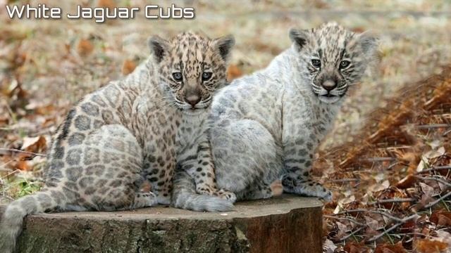 Mutant Big Cats | Tiger,Lion,Jaguar,Leopard,Cheetah,Couga смотреть онлайн