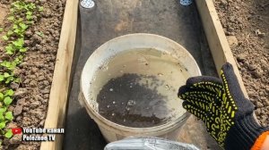 Пожелтел чеснок? Сделайте эту подкормку и он снова станет зелёным!