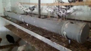 ???КУРЫ ЛЕГГОРН ДАЛМАТИНЕЦ В МОЕМ ХОЗЯЙСТВЕ ???